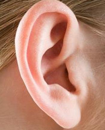 蛋白质可能会恢复耳朵中受损的声音检测细胞