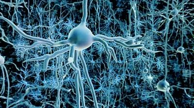 大量生产用于研究神经精神疾病的人类神经元的新方法