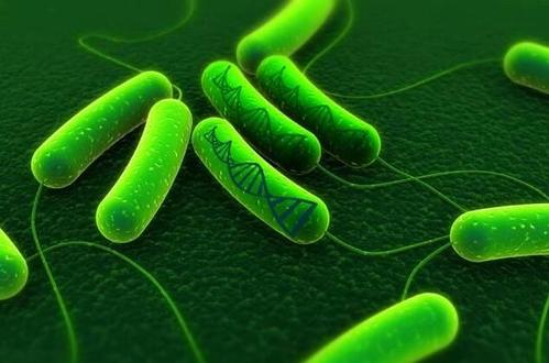 最早重建的细菌基因组将农业与牧群联系起来并出现新疾病