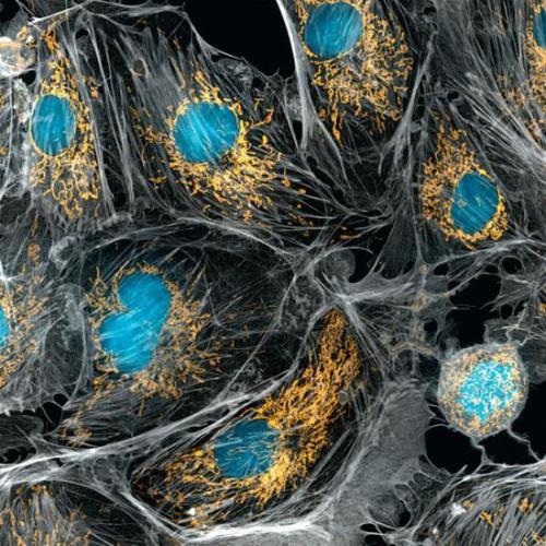 研究人员描述了原始肺祖细胞的独特遗传特性