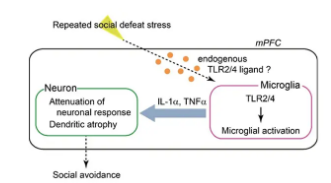 神经炎症在压力诱发的抑郁症中起着出乎意料的重要作用