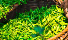 绿茶提取物加运动可能减轻与肥胖相关的脂肪肝疾病