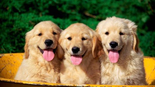 研究发现小狗诊断可以嗅出癫痫发作