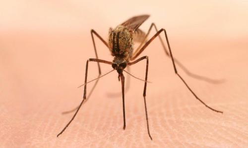 新模型预测疟疾传播蚊子的大量减少