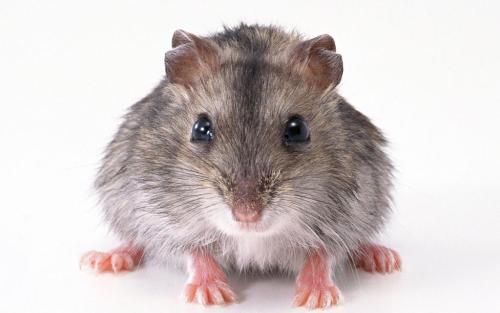 老鼠会相互交换有关危险的信息