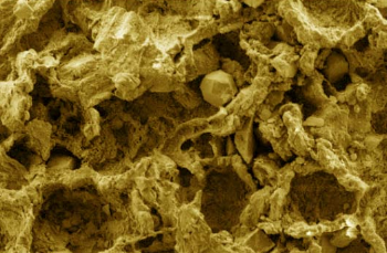 发现有7.15亿年历史的真菌微化石
