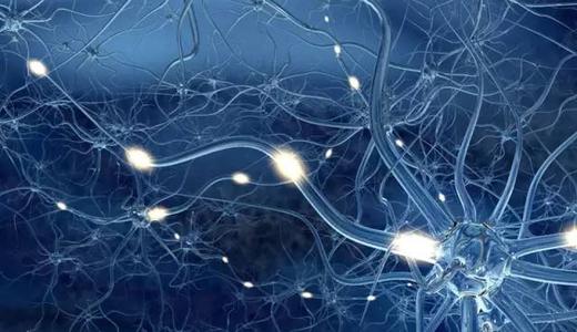 来自人类干细胞的神经细胞通常作为研究脑部疾病的基础