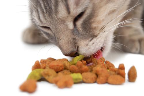 研究发现近三分之一的猫主使用食物拼图