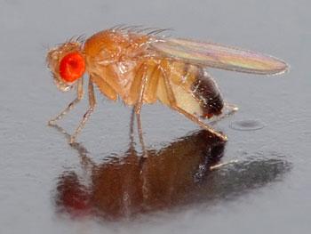 果蝇神经发育起源中的行为个性