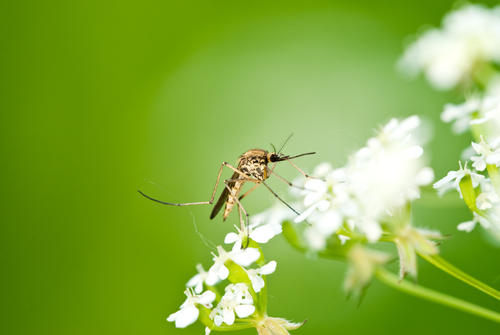研究人员开发出第一种中和多种类型的广泛传染病的蚊子