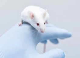 使用人类干细胞策略快速治愈小鼠中的糖尿病