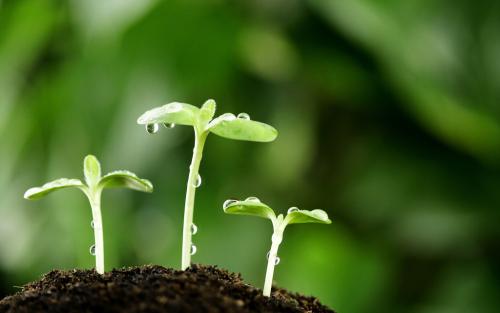 新的更有效的减少用水和改善植物生长的方法