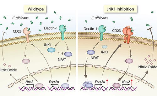 研究显示JNK蛋白可作为突触中的压力传感器