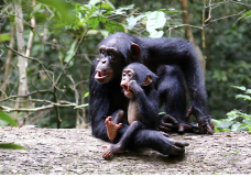 黑猩猩的母亲可能会影响成年前的生长和后代肌肉质量 即使没有直接供应