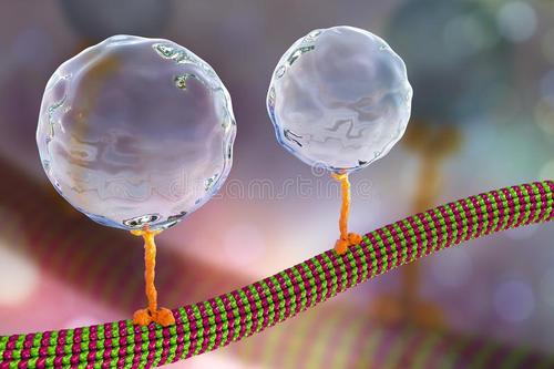 细胞蛋白是寨卡病毒控制的目标