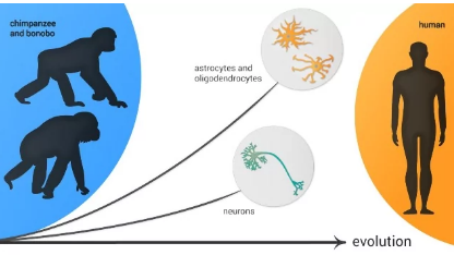 研究人员在单细胞水平上探索人脑的进化