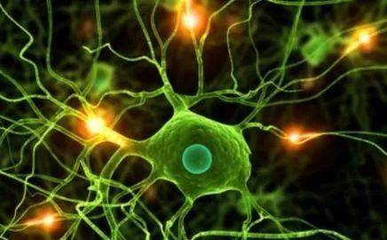 为什么神经干细胞可能容易感染寨卡病毒