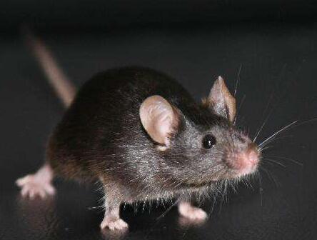 高脂和高蛋白饮食会加剧小鼠的C diff感染