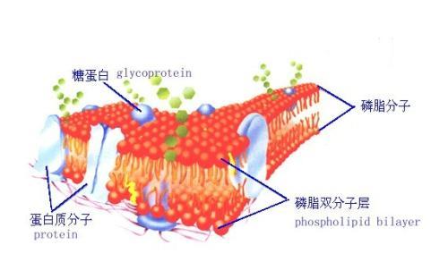 使用Designer Organelles挑选并选择您的细胞功能