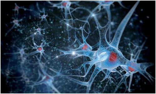 神经干细胞在MS患者中的年龄更快