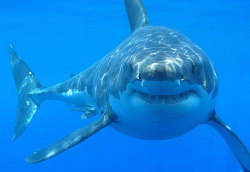 大白鲨是地球上最受认可的海洋生物之一