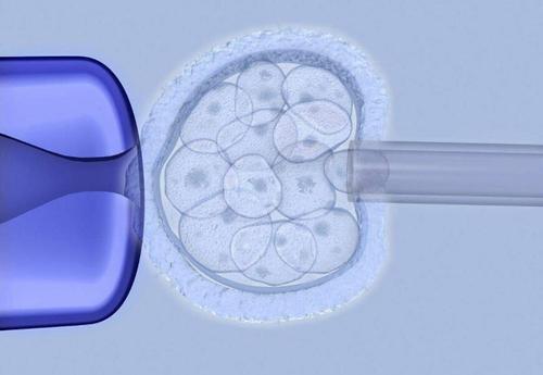 CRISPR和不育突变破坏胚胎植入