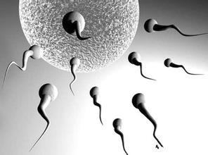 精子发生见解产生不孕症治疗的可能性