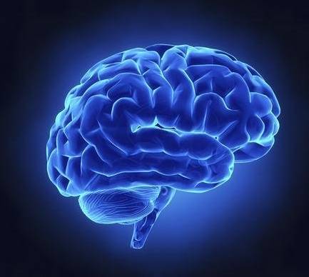 研究揭示了大脑内部的网络在维持意识中起着作用