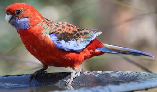 3D扫描确认澳大利亚鸟类与南美的联系