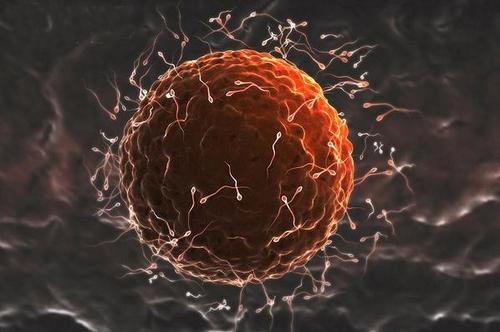 最新研究表明卵子利用化学信号来选择精子