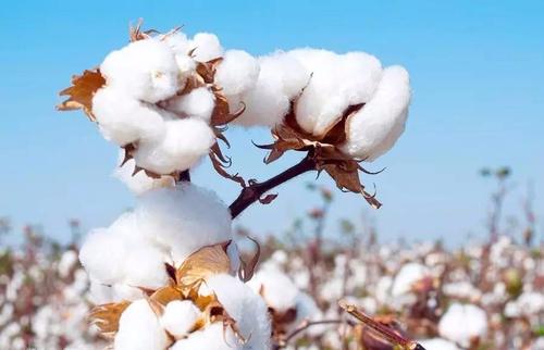完美融合棉花的质与量一直是棉花遗传改良努力的方向