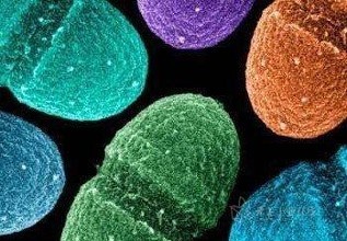 肠道微生物可改善中风恢复