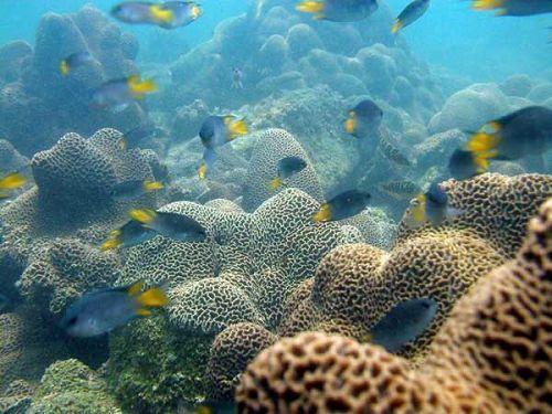 新研究测量了来自夏威夷的海水和珊瑚中的紫外线过滤化学品