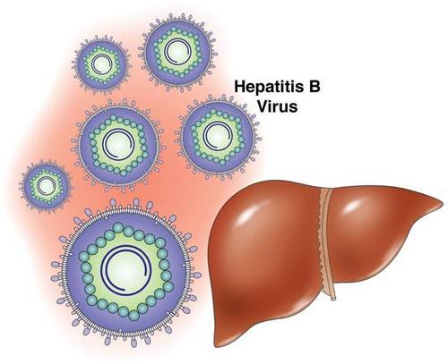 乙肝本身并不具有遗传特性 它真正的病发原因就是乙型肝炎病毒感染