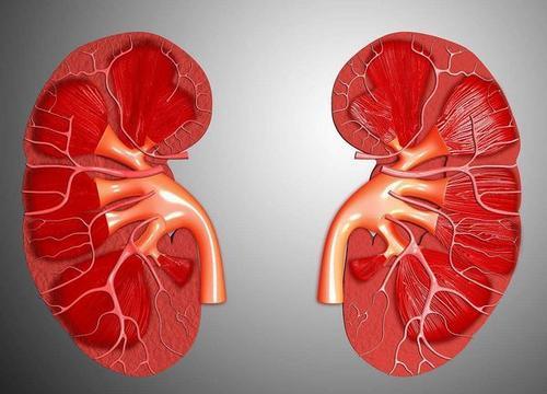 医生应该重新考虑用来描述肾脏健康的术语吗