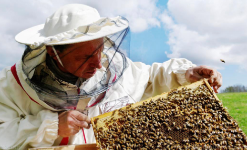 驯养的蜜蜂在植物上传播病毒 以促使野生大黄蜂灭绝