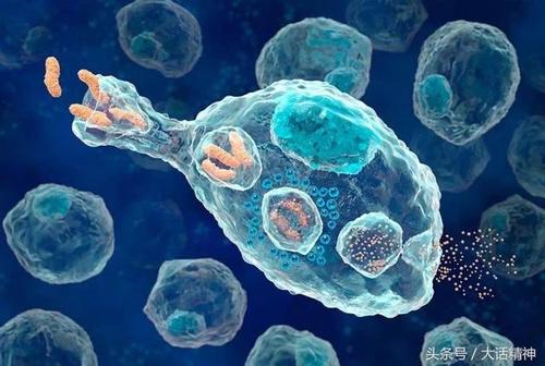 探针对过度活跃的免疫细胞有所启发有助于检测治疗某些癌症自身免疫性疾病