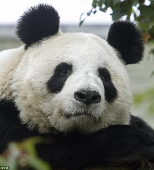 英国唯一的雌性大熊猫在动物园人工授精