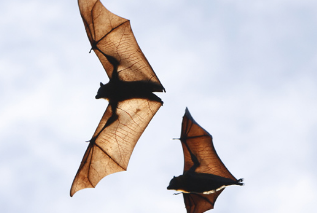 科学家们研究了蝙蝠长寿的秘诀