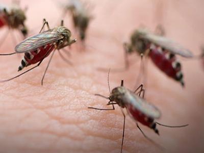 科学家表示将数据结合起来可以改善疟疾追踪