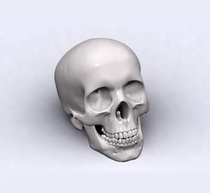3D打印的透明头骨为大脑提供了一个窗口