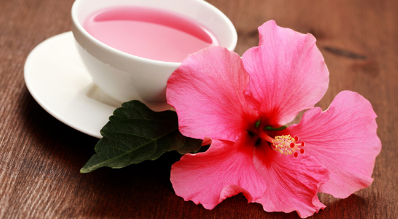研究发现芙蓉花可以促进乳腺癌细胞的凋亡