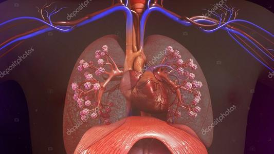 科学家现在可以恢复严重受损的人肺