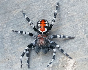 一个新发现的蜘蛛物种在其背面具有醒目的红白色图案
