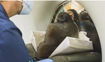 惊人的照片显示463磅的大猩猩正在进行CT扫描