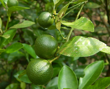 柑桔叶与花精油的生物活性和理化特性评价