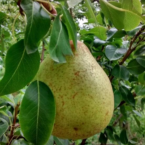 研究人员发现钾肥对梨树的影响