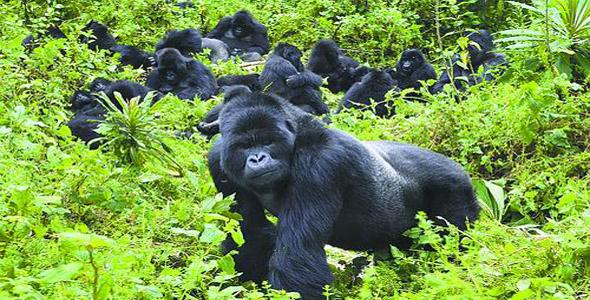 卢旺达的大猩猩已经找到了它们的钠固定物