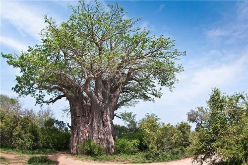 尽管有争论但即使世界上最古老的树木也不是不朽的