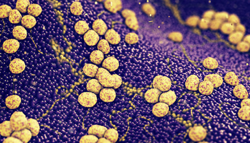 研究人员正在寻找肽来对抗耐药微生物